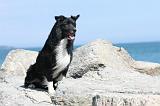BORDER COLLIE 1582